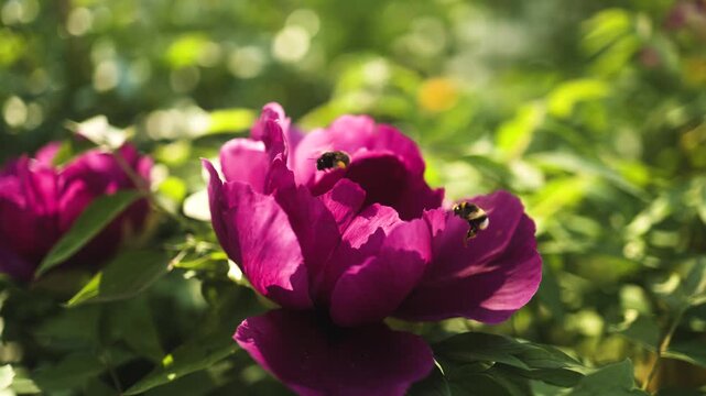 A stunning close-up of a vibrant deep pink peony in full bloom, with bumblebees flying around the petals in a sunlit garden. Nature, pollination, spring, floral, botany, beauty, macro, garden life, ro