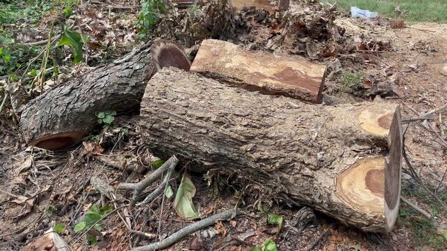 Freshly Cut Tree Trunk on Ground with Wood Chips