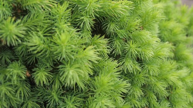 close up of green needles