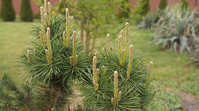 young pine buds in spring