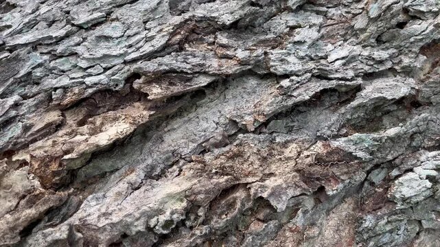 Rugged and Weathered Tree Trunk Bark Pattern