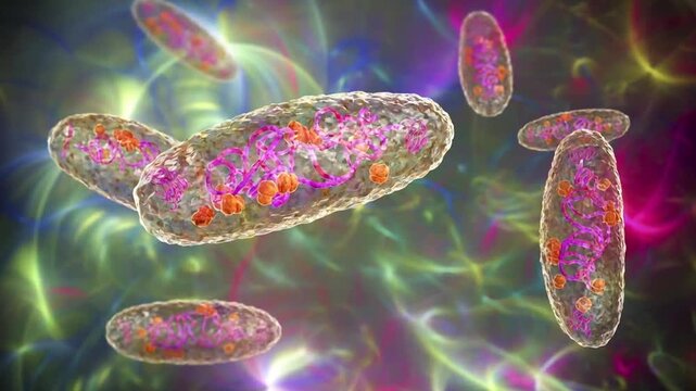 Yersinia pestis bacteria slowly rotating and drifting in fluid, translucent cells revealing internal DNA and cytoplasmic structures, detailed microbiology 3D animation.