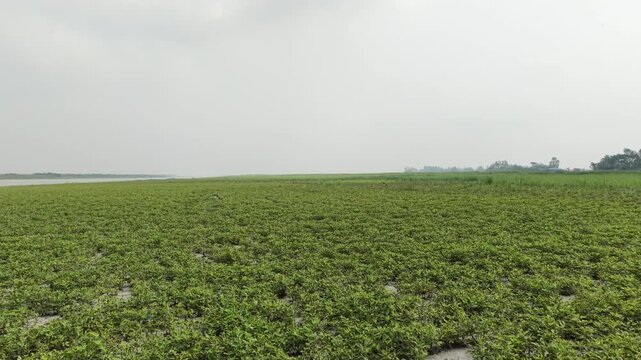 Low Angle Shot of Green Peanut Field with a Dog on Jamuna River Char