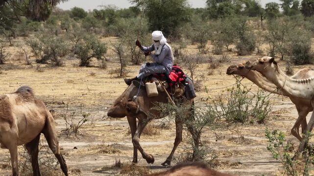 Drone view of camel herd crossing dry Sahel land, April 25, 2026, Chad, N Djamena