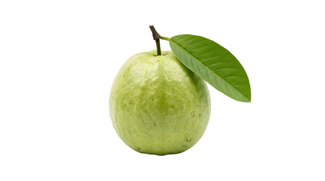 Fresh green guava fruit with leaf