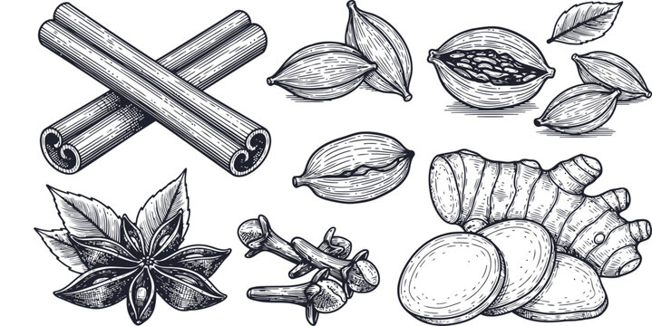 Hand drawn spices collection with cinnamon sticks star anise cardamom pods cloves and ginger root on white background