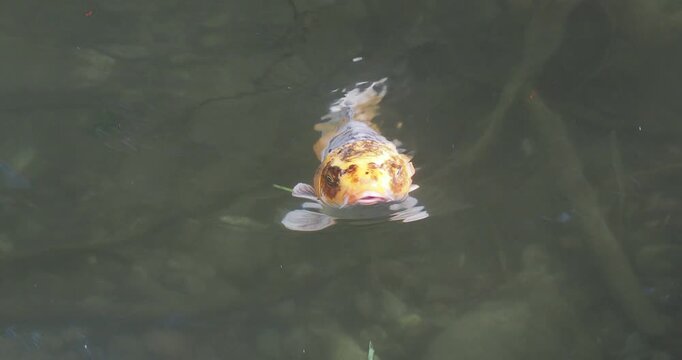 (Cyprinus carpio) Magnificent Koi carp, Japanese Brocarde carp with scales colored yellow, orange and white speckled with brown, with large eyes and long barbels at the corners of its lips
