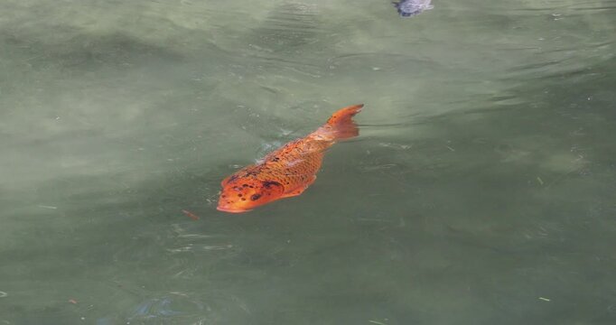 Brocarde carp (Cyprinus carpio), Japanese carp or Japan koi 'Bekkō' with a bright red body, dark scales, and a broad head swimming gracefully in a park pond
