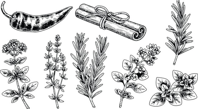 Hand-drawn botanical collection with rosemary oregano thyme cinnamon and chili pepper on white background illustrative style