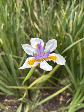 lirio africano o Dietes grandiflora.