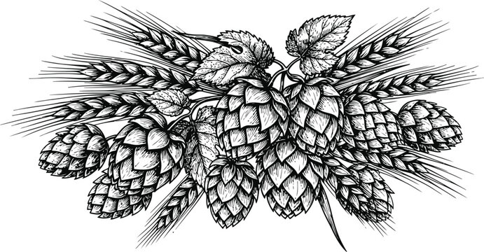 Hop cones and barley stalks in a detailed hand-drawn engraving style on a white background