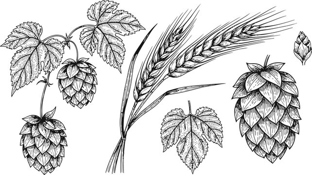 Hops and barley plants in a detailed hand-drawn illustration for brewing concepts