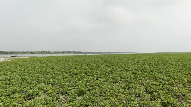 Low Angle Tracking Shot of Peanut Field on Jamuna River Island Char