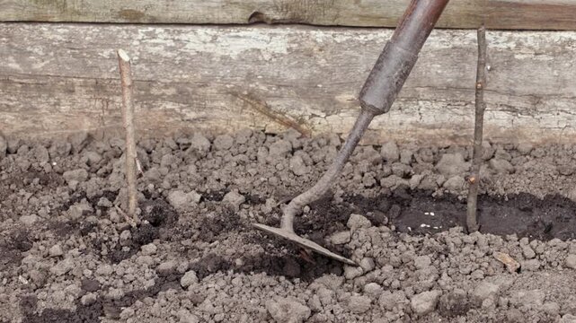 Metal hoe loosening soil in a garden bed, depicting seasonal planting preparation and organic agricultural maintenance to foster healthy growth for vegetable and flower cultivation