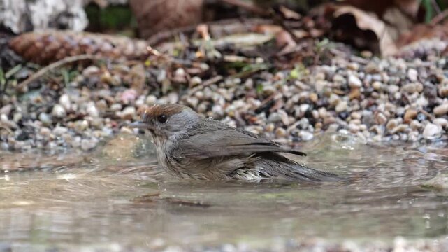 Female of Blackcap (Sylvia atricapilla), while taking a bath with cloud of spray, in slow motion	