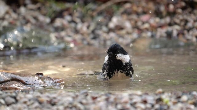 Coal tit (Periparus ater), while taking a bath with cloud of spray, in slow motion	