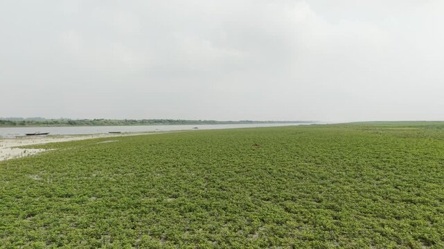 Low Angle Drone Flythrough of Peanut Field on Jamuna River Island Char