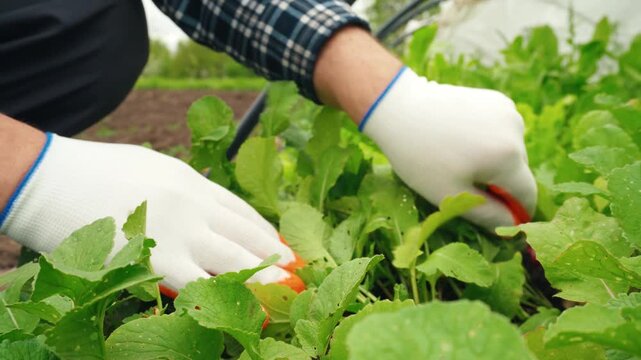 Gardener in gloves carefully harvesting radishes from a lush green vegetable patch, showcasing the process of gathering fresh produce in a garden setting