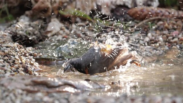 Common redstart (Phoenicurus phoenicurus), while taking a bath with cloud of spray, in slow motion
