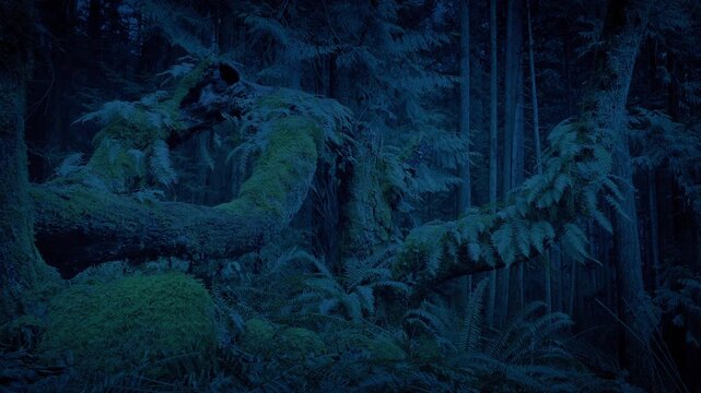 Passing Fern Covered Old Trees In The Woods
