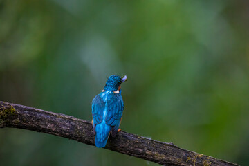 Obraz premium Common Kingfisher in Its Natural Habitat Holding a Fish Prey