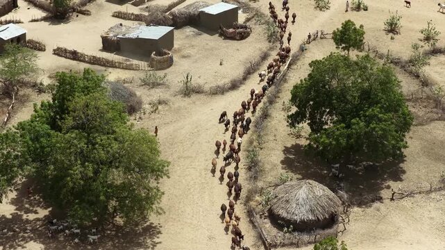 Drone view of sacrificial cattle herd dispersing through village, April 25, 2026, Chad, N Djamena