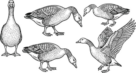 Line Art Five Geese in Various Poses with Detailed Feather Textures © Ishtiaq