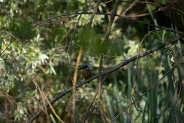 Obraz premium Common Kingfisher Hidden in Dense Natural Vegetation