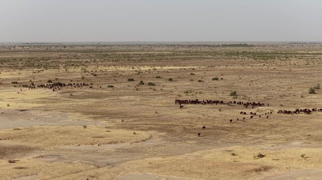 Drone view of sacrificial cattle moving across grazing land, April 25, 2026, Chad, N Djamena