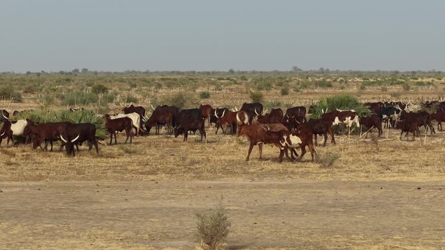 Drone view of sacrificial cattle moving across grazing land, April 25, 2026, Chad, N Djamena