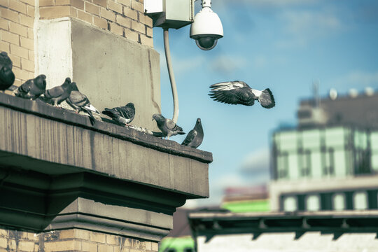 A security camera monitors pigeons perched on a building ledge in an urban setting