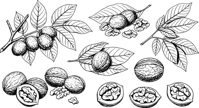 Detailed black and white line of walnuts branches and loose nuts with leaves food