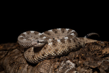 Obraz premium A Dangerous Horned Rattlesnake Coiled on Rough Tree Bark Against a Deep Black Background