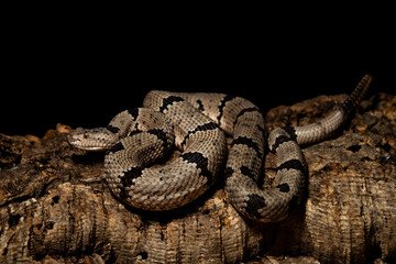 A Dangerous Horned Rattlesnake Coiled on Rough Tree Bark Against © jurra8