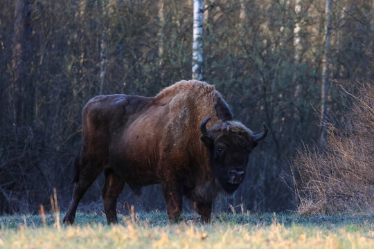 european bison