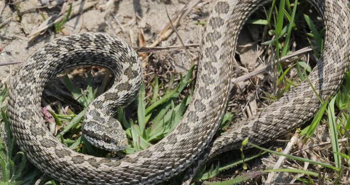 Meadow viper (Vipera ursinii moldavica) in defense position, ready to strike