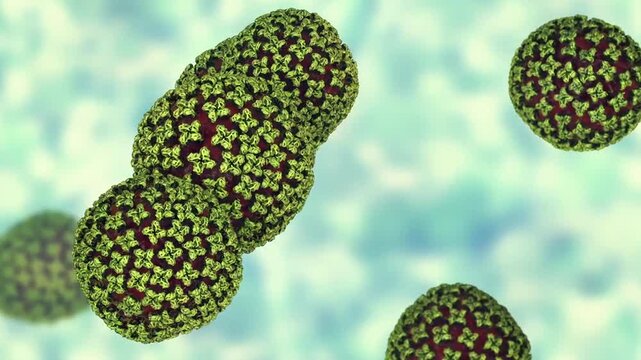 Hantavirus particles, 3D animation showing multiple virions slowly drifting, causative agents of hantavirus pulmonary syndrome and haemorrhagic fever with renal syndrome.