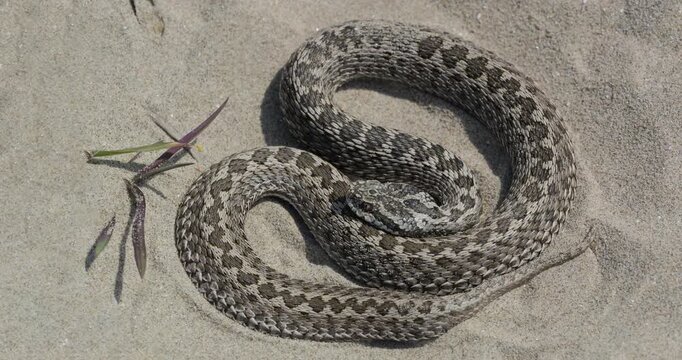 Meadow viper (Vipera ursinii moldavica) lying motionless on the sand