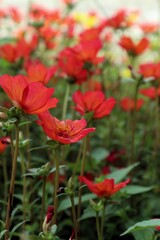 Obraz premium Vibrant red and white flowers blooming in a lush garden
