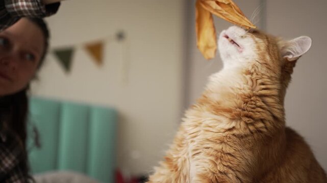 Playful red cat biting and sniffing a bunch of dry yellow leaves held by its owner's hand, showcasing a cute domestic animal enjoying an amusing moment with a person indoors