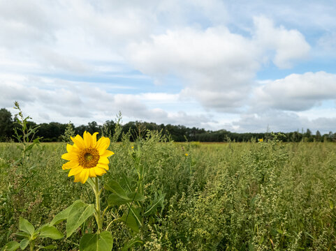 Sonnenblume an einem Sommertag in einem Feld im Wendland, Deutschland.
