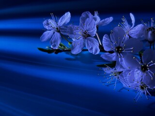 Cherry blossom branch with blue neon lighting and abstract dark background © Tetyana