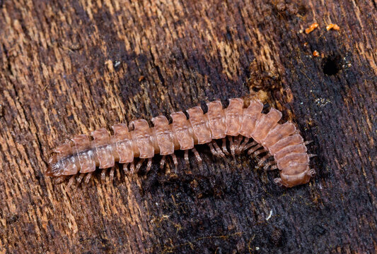 This flat-backed millipede is a member of the Polydesmidae family.