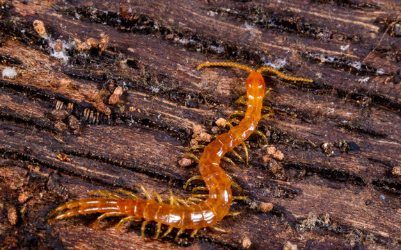 This centipede belongs to the Lithobius genus, commonly known as stone centipedes.