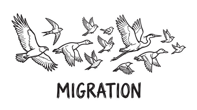 Set of flying birds migration hand drawn outline illustrations isolated on white background, black and white vector sketch of various bird species.