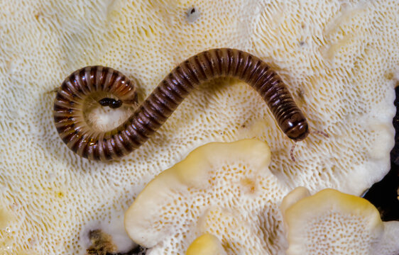 A millipede on the surface of a mushroom, specifically resembling a member of the genus Cylindroiulus in a forest near Princeton