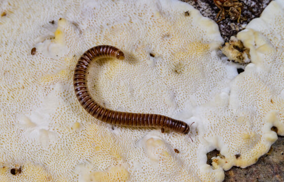 A millipede on the surface of a mushroom, specifically resembling a member of the genus Cylindroiulus in a forest near Princeton