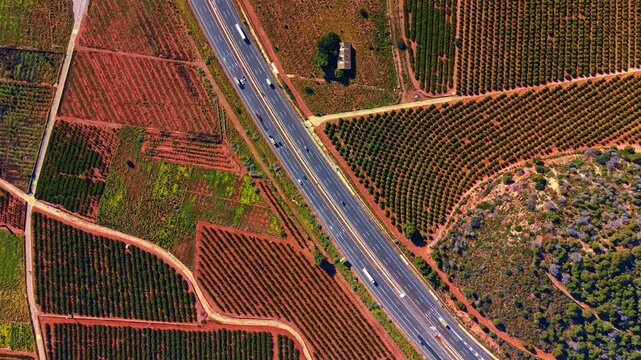 A highway between orchards and forest. Overhead drone perspective of a road separating geometric orange orchards and a natural forest area in Spain.