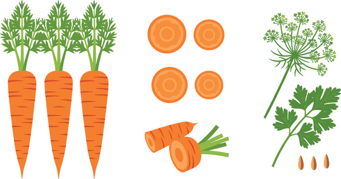 Carrot Root and Top Illustration with Green Ferny Leaves, Delicate Umbel Flowers, Sliced Rounds, Cut Pieces, and Seeds Isolated on White Background for Botanical and Culinary Designs