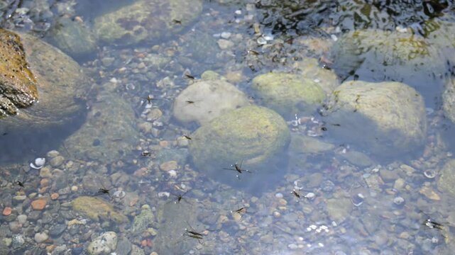  Gerris paludum, water striders, water skeeters, water bugs, pond skaters, water skippers, Jesus bugs, Gerridae,  insects,  order Hemiptera, acquatic insect, Ticino river